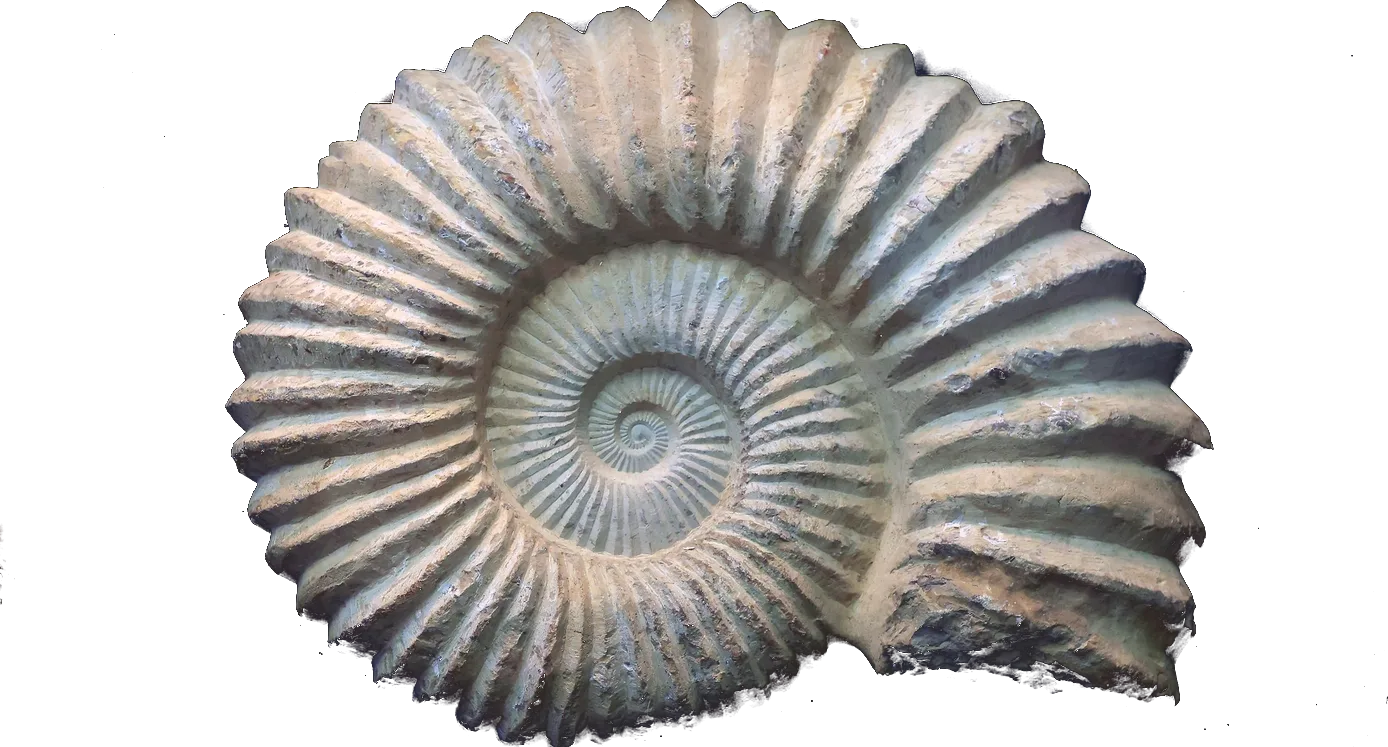 Ammonite fossile, reperto illustrativo, sospesa al centro di un alone di luce