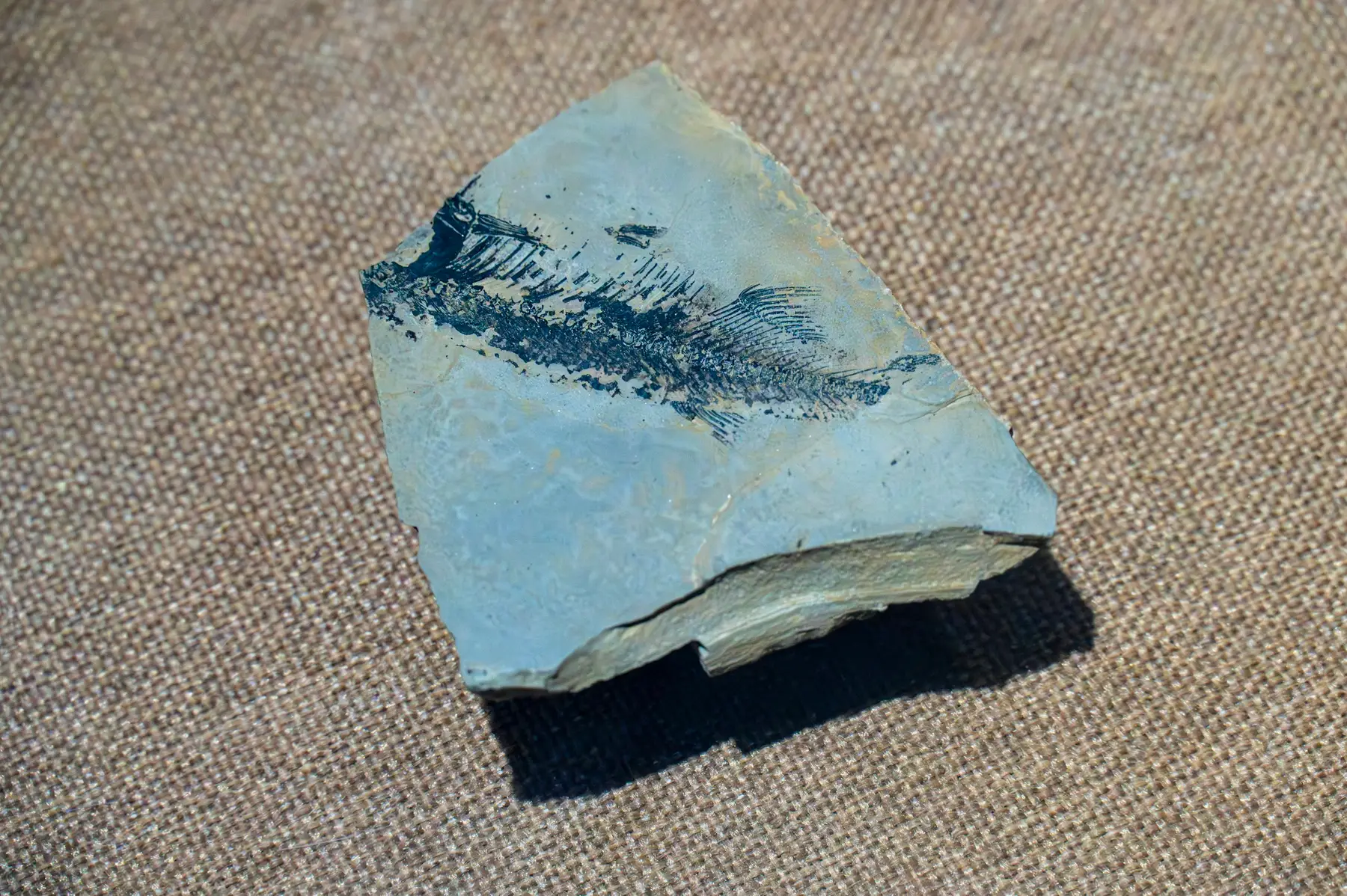 Scheletro di pesce fossile in una matrice minerale azzurra